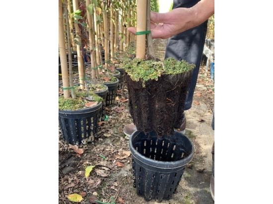 Airpot-Blumentopf „Ercole“ 90 l, SP60, Palette à 140 Stück – Ausverkauf, Rabatt