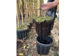 Airpot-Blumentopf „Ercole“ 90 l, SP60, Palette à 140 Stück – Ausverkauf, Rabatt