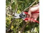 SET:  Felco-Gartenschere 2 + Taschenmesser 501+, Geschenk #FelcoLovers