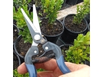 Garten- und Schnittzange für Weintrauben, Kräuter und Blumen Due Buoi 1145/17,5