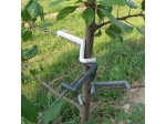 Klammern zum Formen von Baumkronen, Formklammer