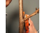 Due Buoi 132/20 Doppelschneidklingen-Obstbaumschere